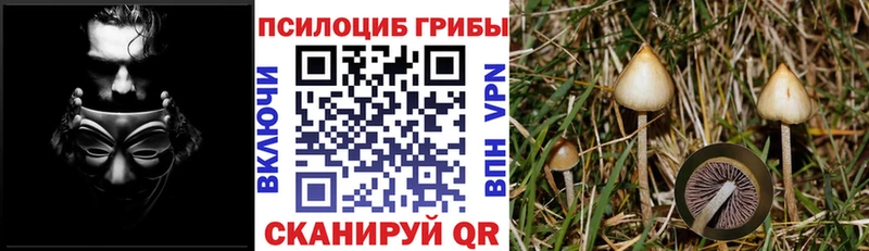 Псилоцибиновые грибы GOLDEN TEACHER  купить  цена  Нестеровская 